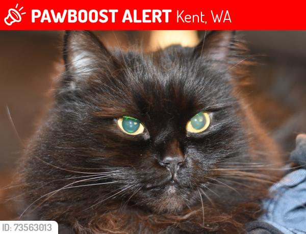 Lost Male Cat last seen Near 217th PL SE and SE 297th PL, Kent, WA 98042