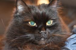 Lost Male Cat last seen Near 217th PL SE and SE 297th PL, Kent, WA 98042
