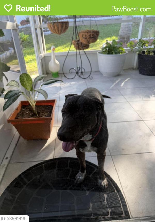 Reunited Male Dog last seen Enclave neighborhood, Land O' Lakes, FL 34639