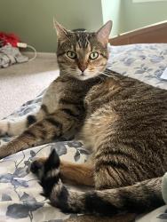 Reunited Male Cat last seen Summerhouse Drive, Plainfield IL, Plainfield, IL 60585