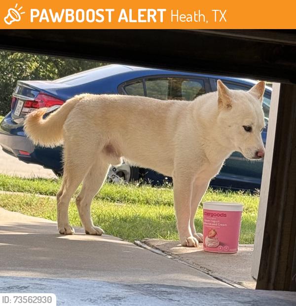Found/Stray Male Dog last seen McClelland St and Lake Ray Hubbard Dr (Trinity Crossing/Clements Ranch, between Forney and Heath), Heath, TX 75126