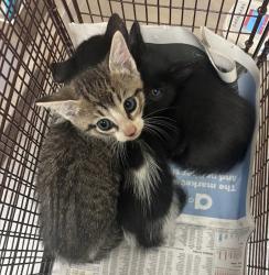 Shelter Stray Female Cat last seen Near Silver Fox Drive, DEL VALLE, TX, 78617, 7201 Levander Loop bldg a, Austin, TX 78702, USA