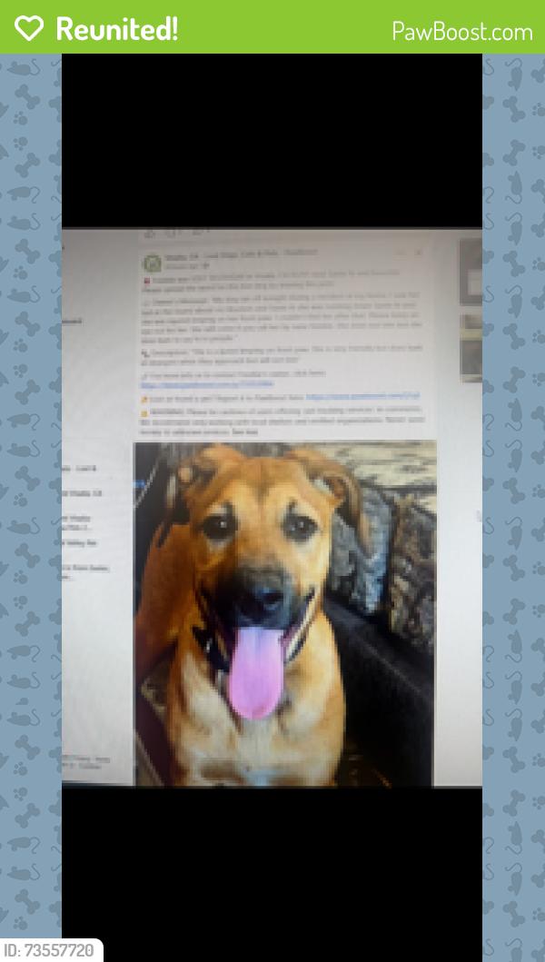 Reunited Female Dog last seen Near, Visalia, CA 93277