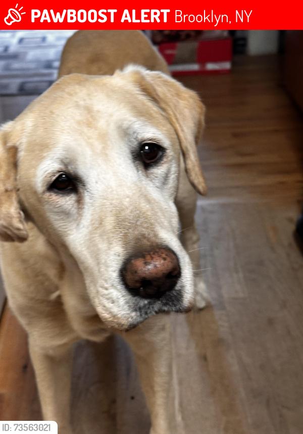 Lost Female Dog last seen murdochs on 8th street, Brooklyn, NY 11215