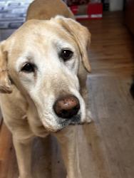 Lost Female Dog last seen murdochs on 8th street, Brooklyn, NY 11215