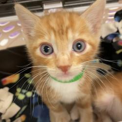 Shelter Stray Male Cat last seen Near Pardee Drive, OAKLAND, CA, 94621, 8323 Baldwin St, Oakland, CA 94621, USA