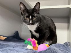 Shelter Stray Male Cat last seen N/a, was given to client, NEW YORK, NY, 10029, 326 E 110th St, New York, NY 10029, USA