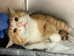 Shelter Stray Male Cat last seen Near W Adam Clayton Powell Avenue, NEW YORK, NY, 10030, 326 E 110th St, New York, NY 10029, USA