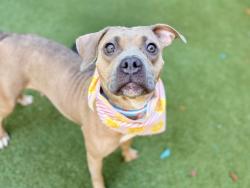 Shelter Stray Female Dog last seen Near 167, BRONX, NY, 10456, 326 E 110th St, New York, NY 10029, USA