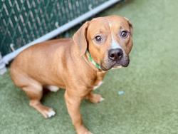 Shelter Stray Male Dog last seen Near Park ave, BROOKLYN, NY, 11206, 326 E 110th St, New York, NY 10029, USA