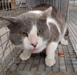 Shelter Stray Female Cat last seen Near Topping Road, LAFAYETTE, LA, 70506, 410 Dugas Rd, Lafayette, LA 70507, USA