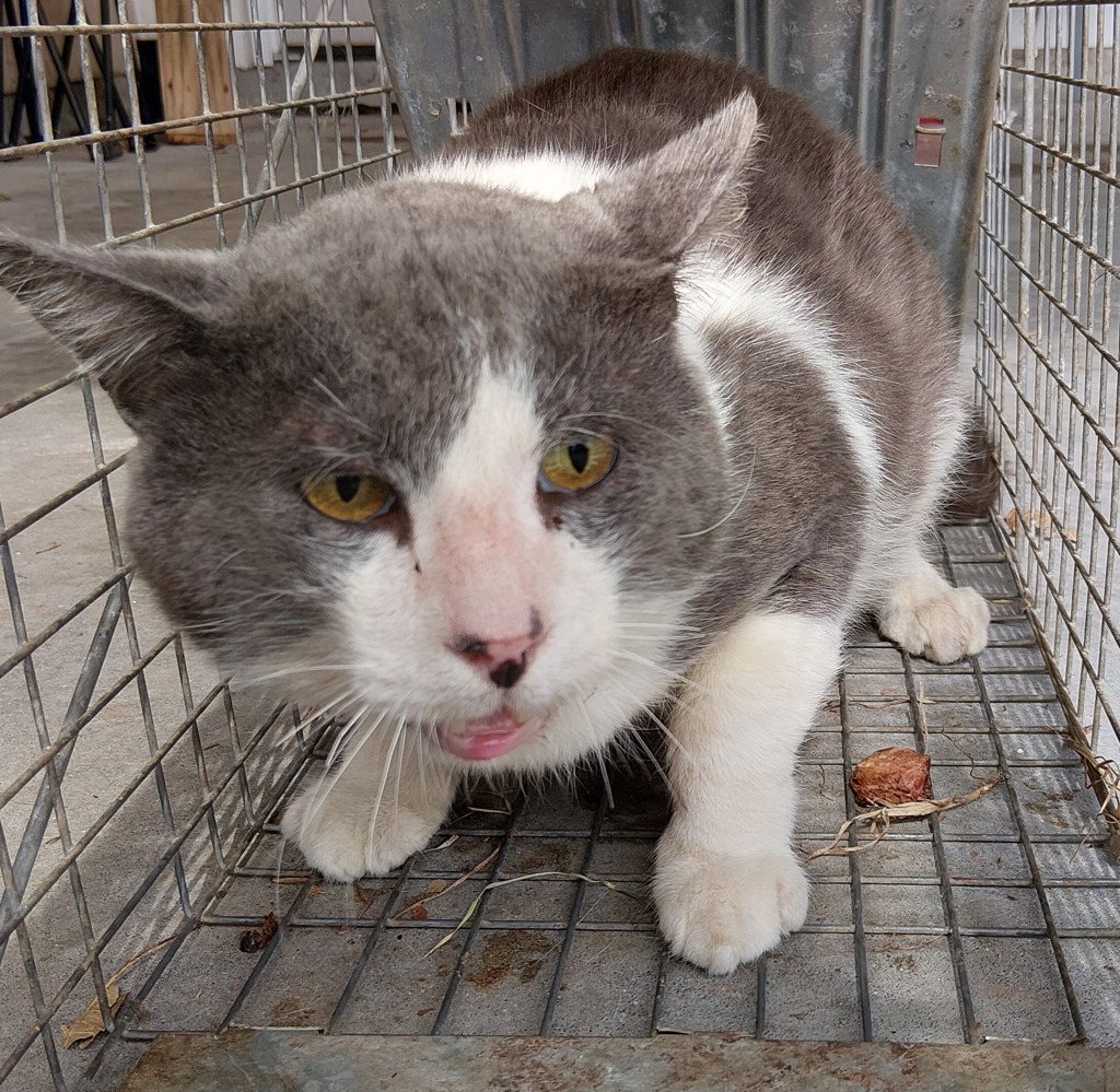 Shelter Stray Female Cat last seen Near Topping Road, LAFAYETTE, LA, 70506, 410 Dugas Rd, Lafayette, LA 70507, USA