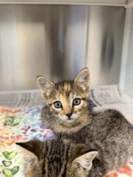 Shelter Stray Female Cat last seen LA, 410 Dugas Rd, Lafayette, LA 70507, USA