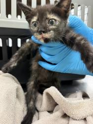 Shelter Stray Female Cat last seen Found in yard ran out of engine- super sweet, YOUNGSVILLE, LA, 70592, 410 Dugas Rd, Lafayette, LA 70507, USA