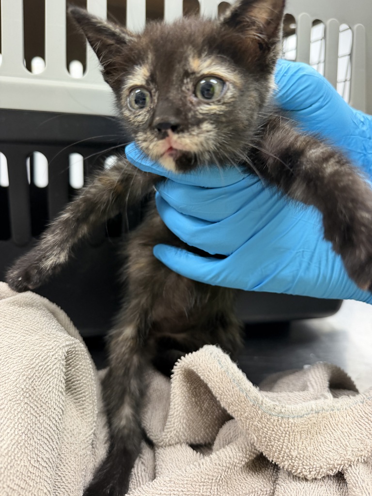 Shelter Stray Female Cat last seen Found in yard ran out of engine- super sweet, YOUNGSVILLE, LA, 70592, 410 Dugas Rd, Lafayette, LA 70507, USA