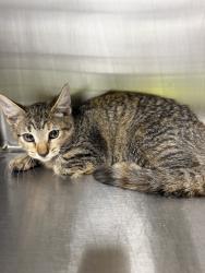 Shelter Stray Female Cat last seen Apt 105a,317 Guilbeau Road, LAFAYETTE, LA, 70506, 410 Dugas Rd, Lafayette, LA 70507, USA