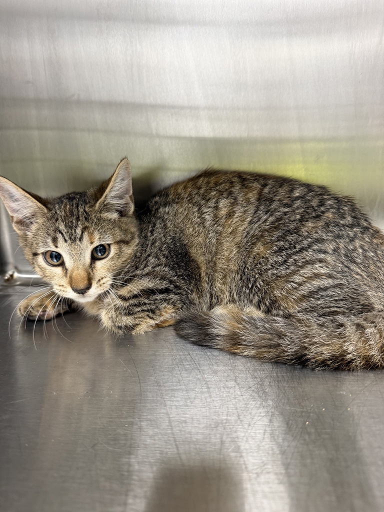 Shelter Stray Female Cat last seen Apt 105a,317 Guilbeau Road, LAFAYETTE, LA, 70506, 410 Dugas Rd, Lafayette, LA 70507, USA