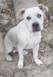 Shelter Stray Male Dog last seen Apt 20,100 S Meyers Drive, LAFAYETTE, LA, 70508, 410 Dugas Rd, Lafayette, LA 70507, USA