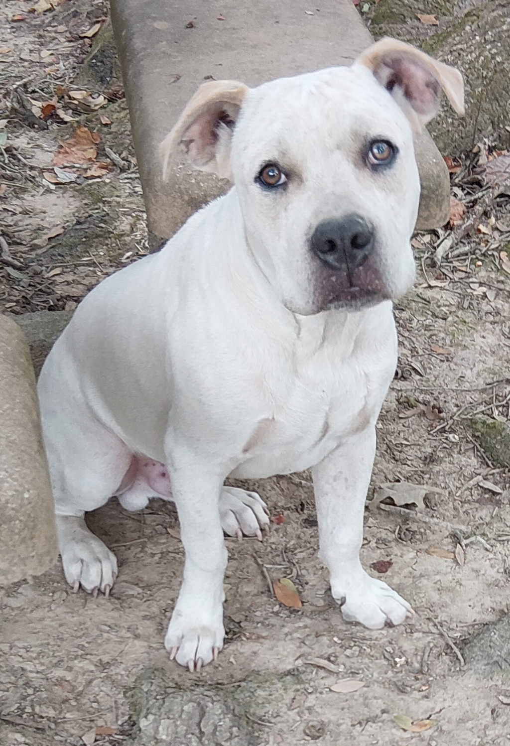 Shelter Stray Male Dog last seen Apt 20,100 S Meyers Drive, LAFAYETTE, LA, 70508, 410 Dugas Rd, Lafayette, LA 70507, USA