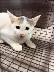 Shelter Stray Female Cat last seen Near Westwood Drive, LAFAYETTE, LA, 70506, 410 Dugas Rd, Lafayette, LA 70507, USA