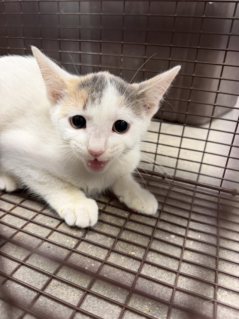 Shelter Stray Female Cat last seen Near Westwood Drive, LAFAYETTE, LA, 70506, 410 Dugas Rd, Lafayette, LA 70507, USA