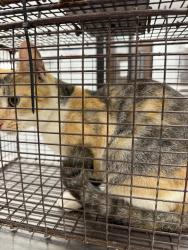Shelter Stray Female Cat last seen Near La Ruz Des Famillies Road, LAFAYETTE, LA, 70507, 410 Dugas Rd, Lafayette, LA 70507, USA