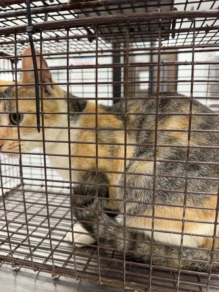 Shelter Stray Female Cat last seen Near La Ruz Des Famillies Road, LAFAYETTE, LA, 70507, 410 Dugas Rd, Lafayette, LA 70507, USA