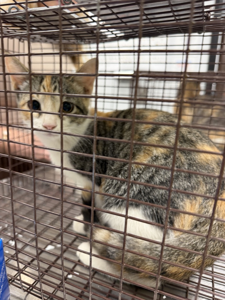 Shelter Stray Female Cat last seen Near La Rue Des Famillies Road, LAFAYETTE, LA, 70507, 410 Dugas Rd, Lafayette, LA 70507, USA