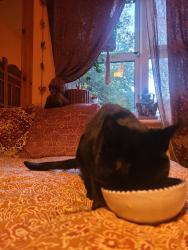 Reunited Male Cat last seen Potters cross, Wootton, England MK43 9JA