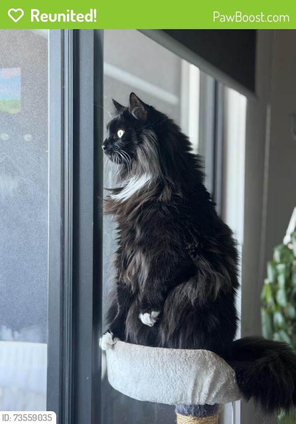 Reunited Female Cat last seen Townhouse is amazing Bvd Fraser Rise, Fraser Rise, VIC 3336