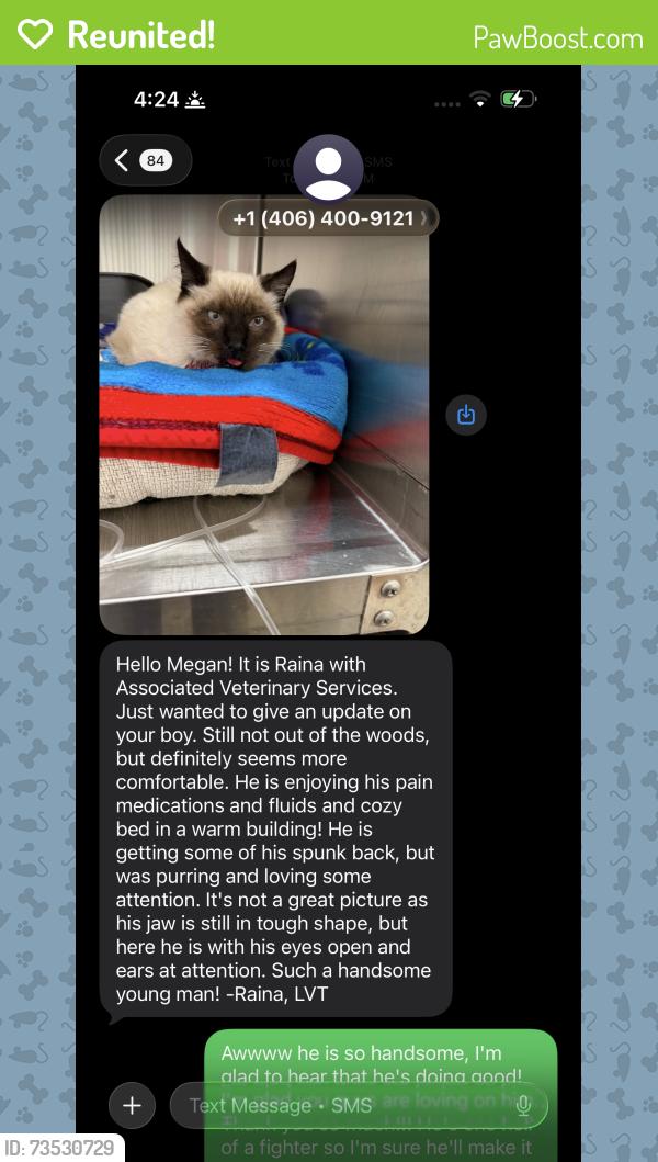 Reunited Male Cat last seen By Craig and Holder kind of more towards the exit that’s heading towards Great Falls on the mid Canyon Road though!, Mid Canon, MT 59421