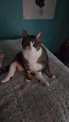 Reunited Female Cat last seen Overlook court, Chestnuthill Township, PA 18330