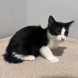 Shelter Stray Female Cat last seen , 3607 N Armenia Ave, Tampa, FL 33607, USA