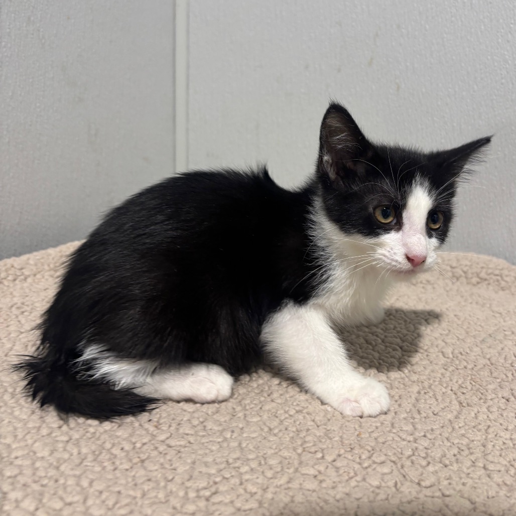 Shelter Stray Female Cat last seen , 3607 N Armenia Ave, Tampa, FL 33607, USA