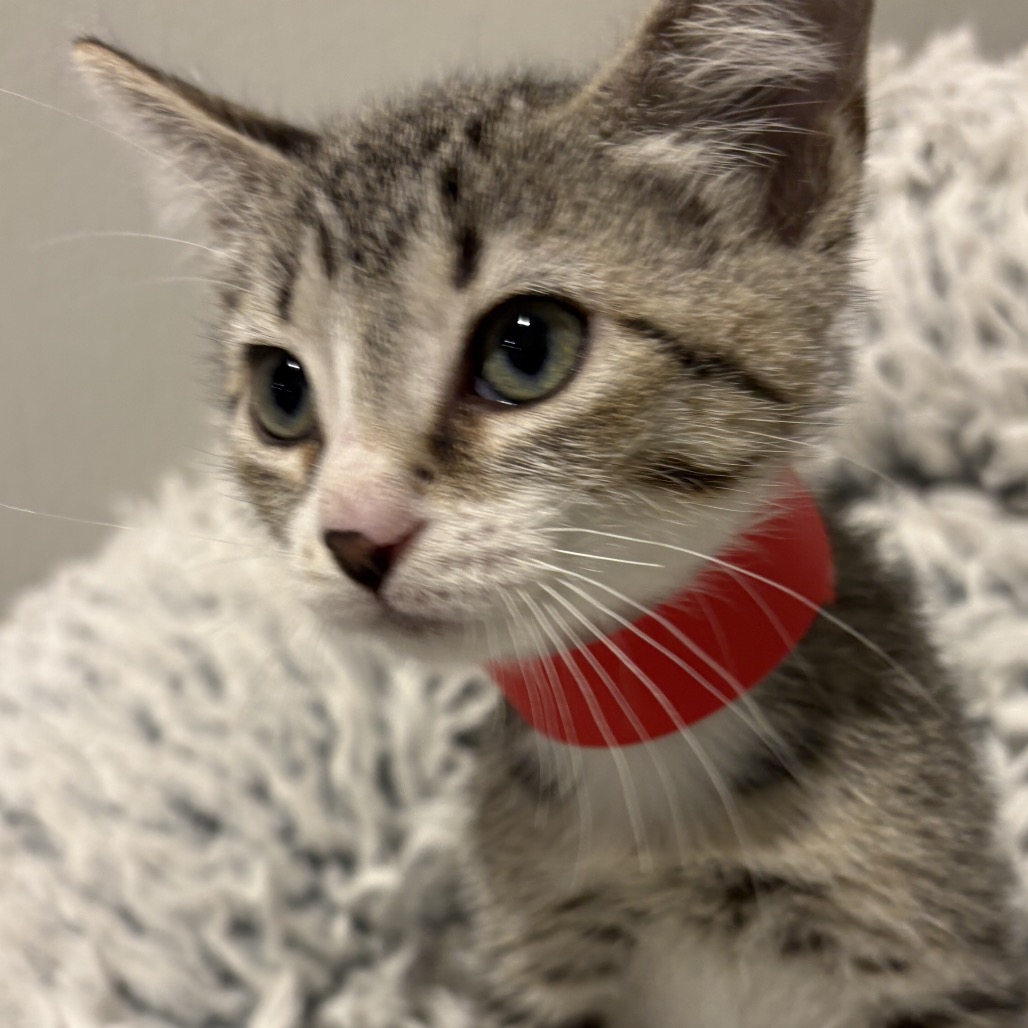Shelter Stray Female Cat last seen , 3607 N Armenia Ave, Tampa, FL 33607, USA