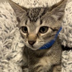 Shelter Stray Male Cat last seen , 3607 N Armenia Ave, Tampa, FL 33607, USA
