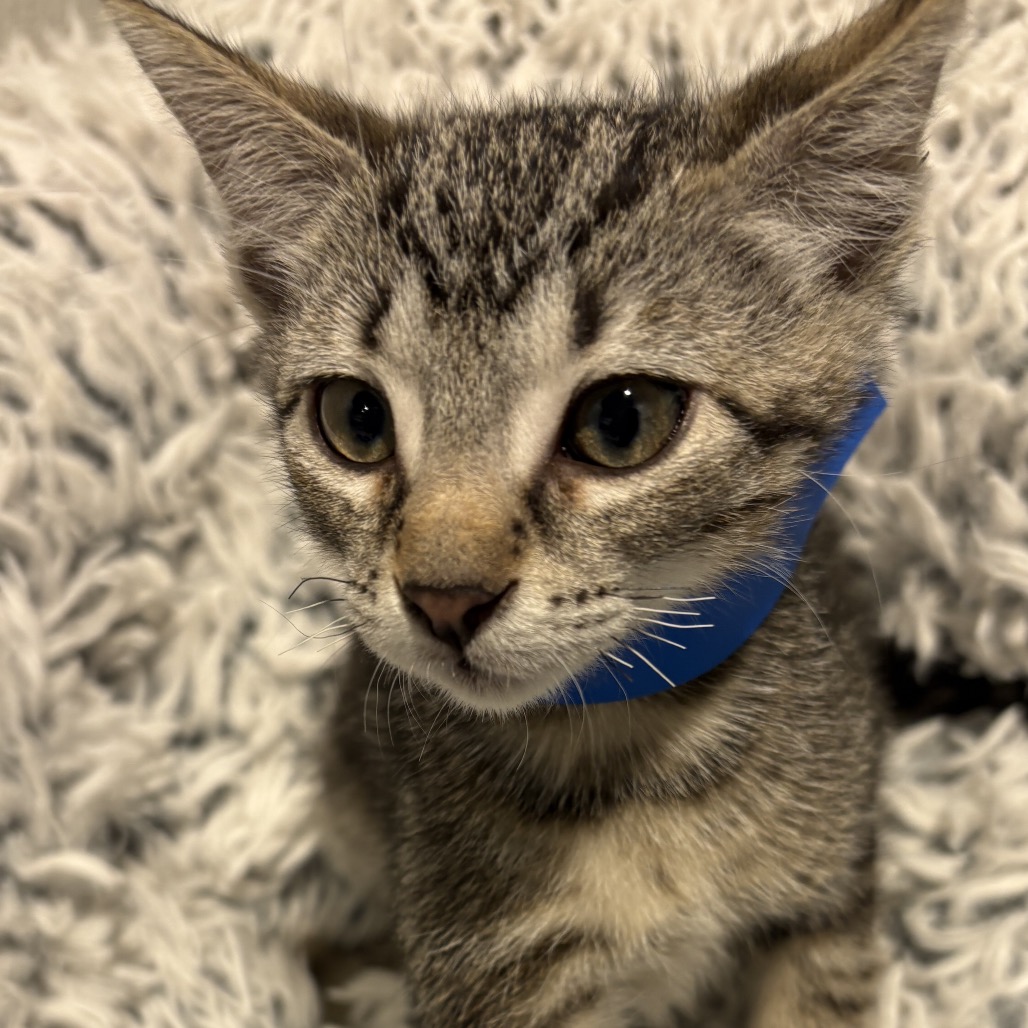 Shelter Stray Male Cat last seen , 3607 N Armenia Ave, Tampa, FL 33607, USA