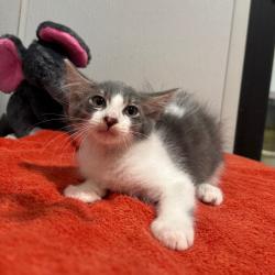 Shelter Stray Male Cat last seen , 3607 N Armenia Ave, Tampa, FL 33607, USA