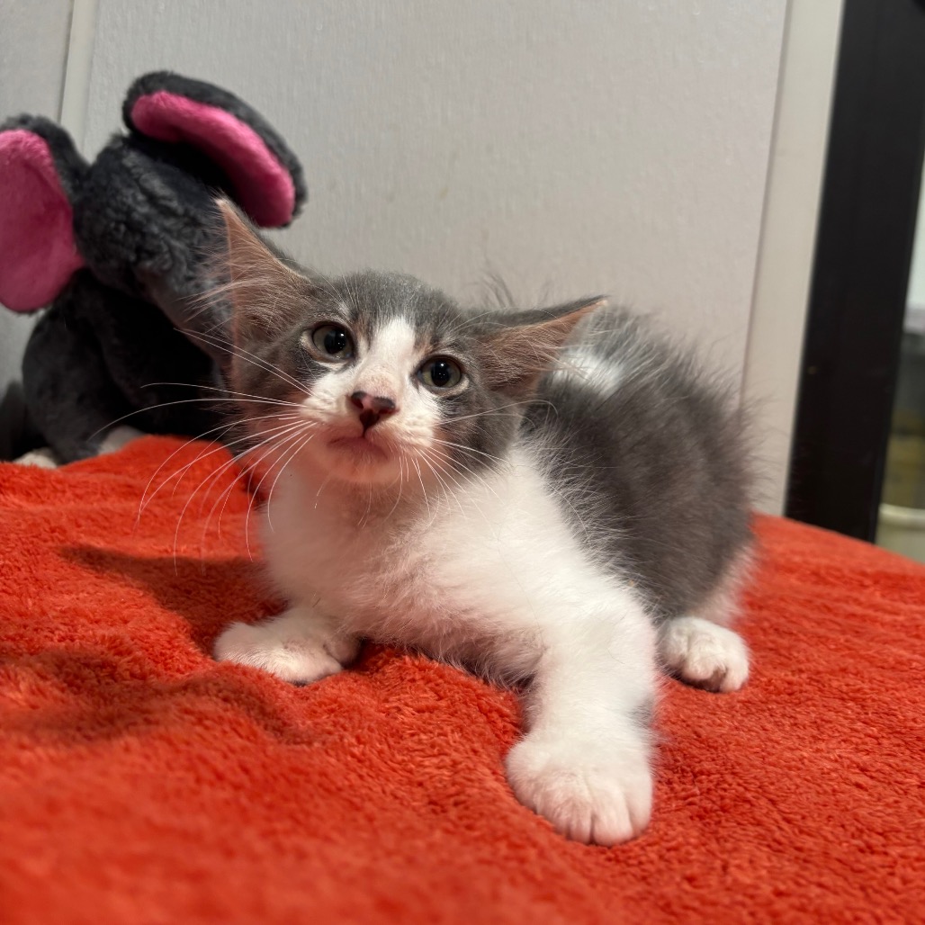 Shelter Stray Male Cat last seen , 3607 N Armenia Ave, Tampa, FL 33607, USA