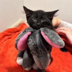 Shelter Stray Male Cat last seen , 3607 N Armenia Ave, Tampa, FL 33607, USA