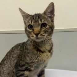 Shelter Stray Female Cat last seen , 3607 N Armenia Ave, Tampa, FL 33607, USA