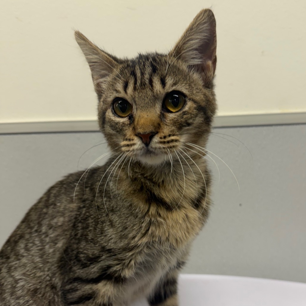 Shelter Stray Female Cat last seen , 3607 N Armenia Ave, Tampa, FL 33607, USA