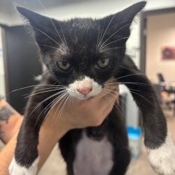 Shelter Stray Male Cat last seen , 3607 N Armenia Ave, Tampa, FL 33607, USA