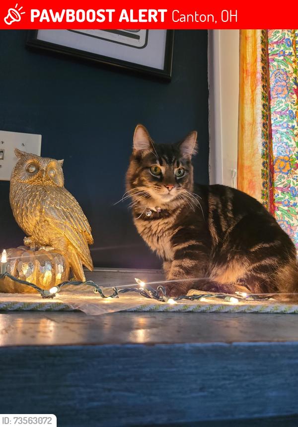 Lost Male Cat last seen near 38th st, Vernon and grunder., Canton, OH 44709