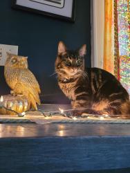Lost Male Cat last seen near 38th st, Vernon and grunder., Canton, OH 44709