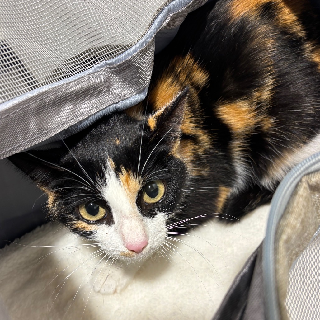 Shelter Stray Female Cat last seen , 3607 N Armenia Ave, Tampa, FL 33607, USA