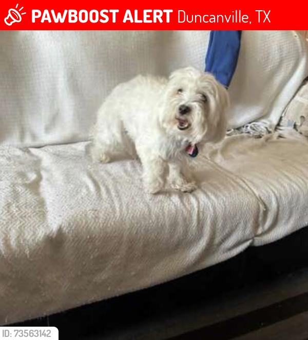 Lost Male Dog last seen Near tanglewood dr duncanville Texas, Duncanville, TX 75116