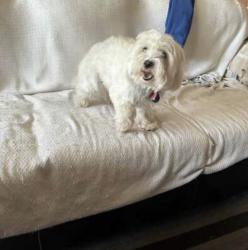 Lost Male Dog last seen Near tanglewood dr duncanville Texas, Duncanville, TX 75116