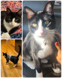 Lost Male Cat last seen Near teakwood dr, Tinley Park, IL 60487