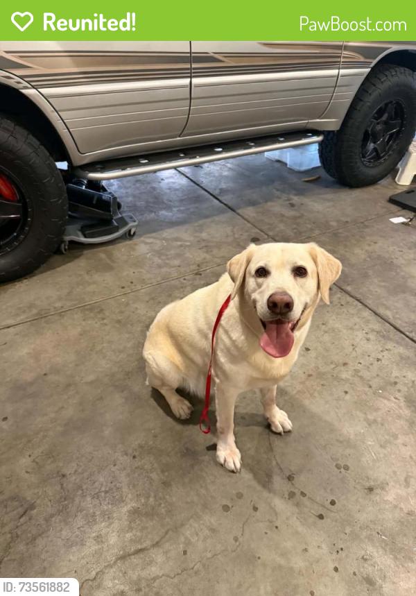 Reunited Male Dog last seen South buffalo and Alta drive, Las Vegas, NV 89145